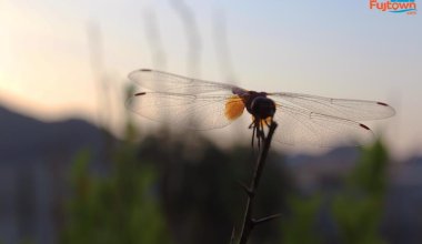 Explore Fujairah Gallery